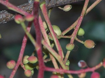 Pistacia terebinthus / Terebinto